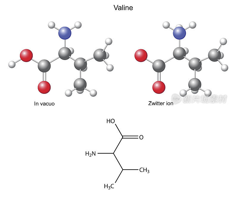 缬氨酸(Val) -化学结构式和模型